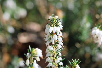 Erica carnea - vřesovec pleťový - květenství - detail